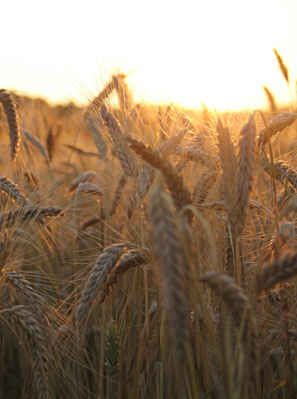 campo de trigo marrom durante o dia