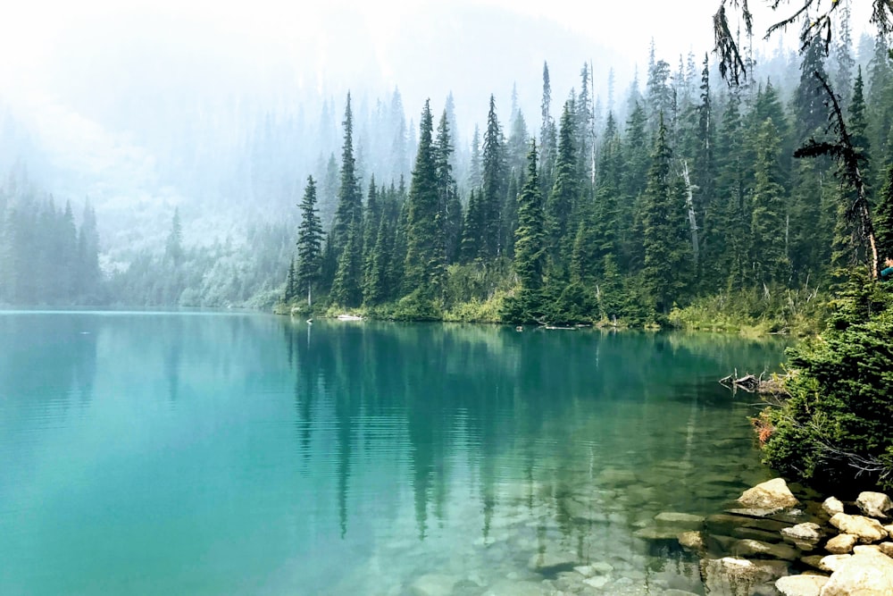 green trees beside body of water during daytime