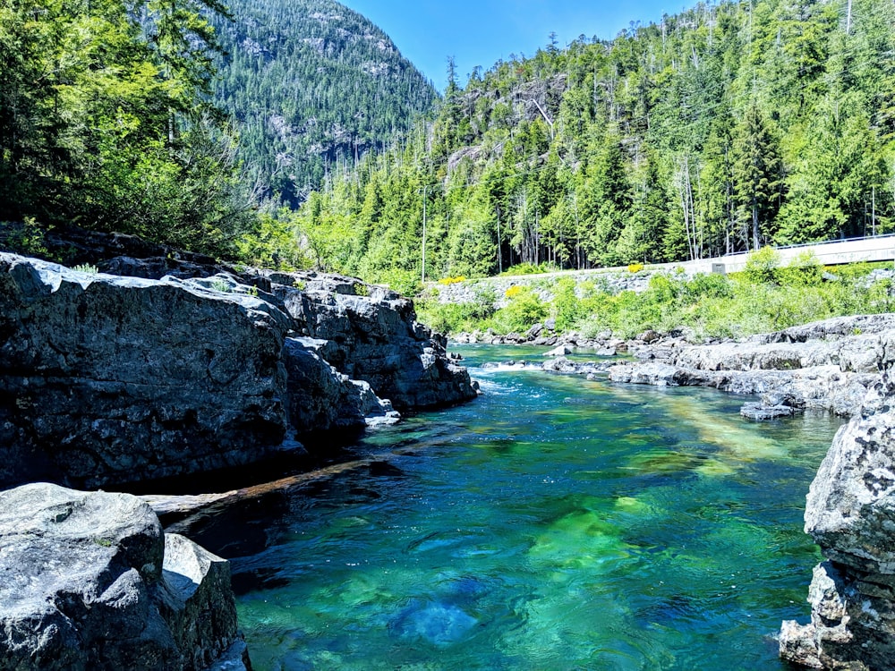 green trees beside river during daytime