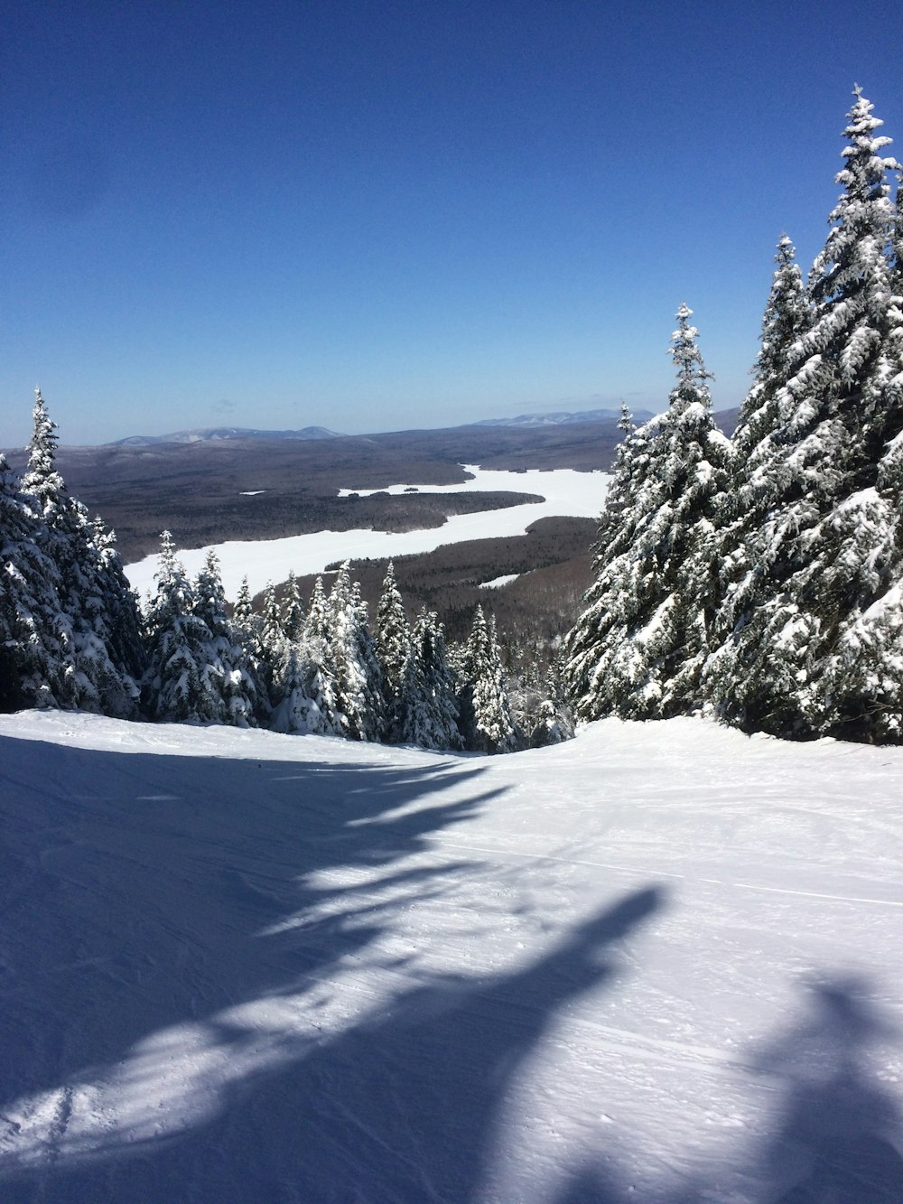 green pine trees covered with snow during daytime