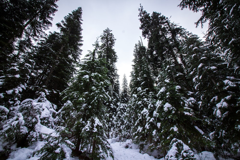 green pine trees covered with snow