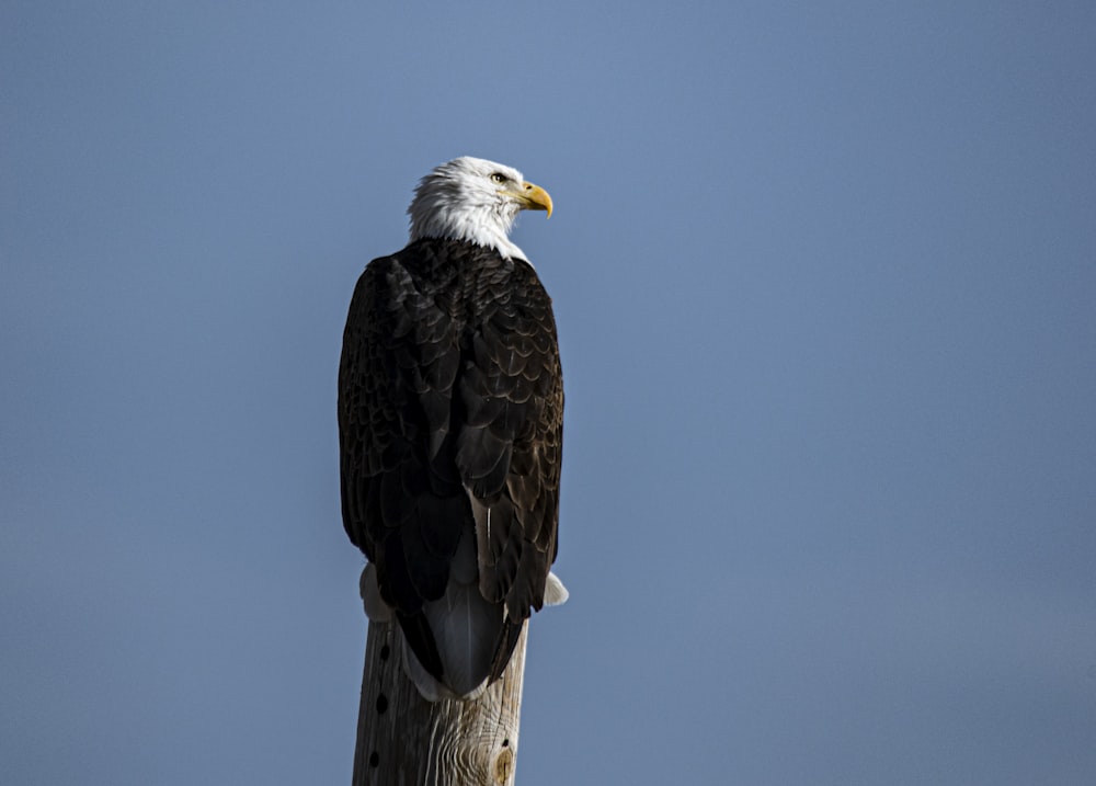 bald eagle on brown tree branch during daytime