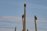 Three birds are perched on tall wooden stakes with a clear blue sky in the background. One bird is positioned at the top of each stake, and the stakes vary slightly in height.