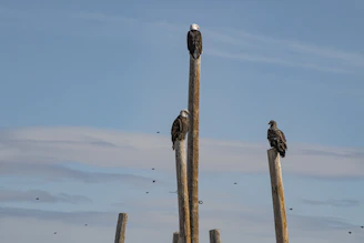 Return triangle setup with three perches spaced 2–4 feet apart.