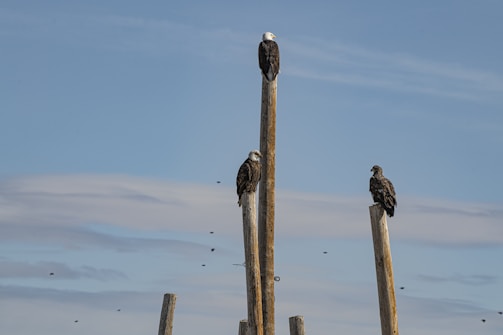 Three birds are perched on tall wooden stakes with a clear blue sky in the background. One bird is positioned at the top of each stake, and the stakes vary slightly in height.