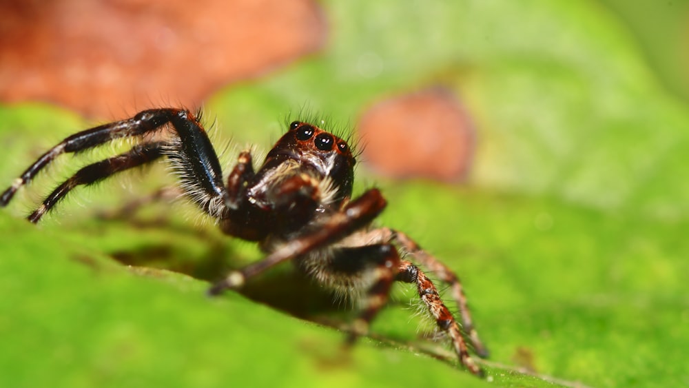 black and brown ant on green leaf