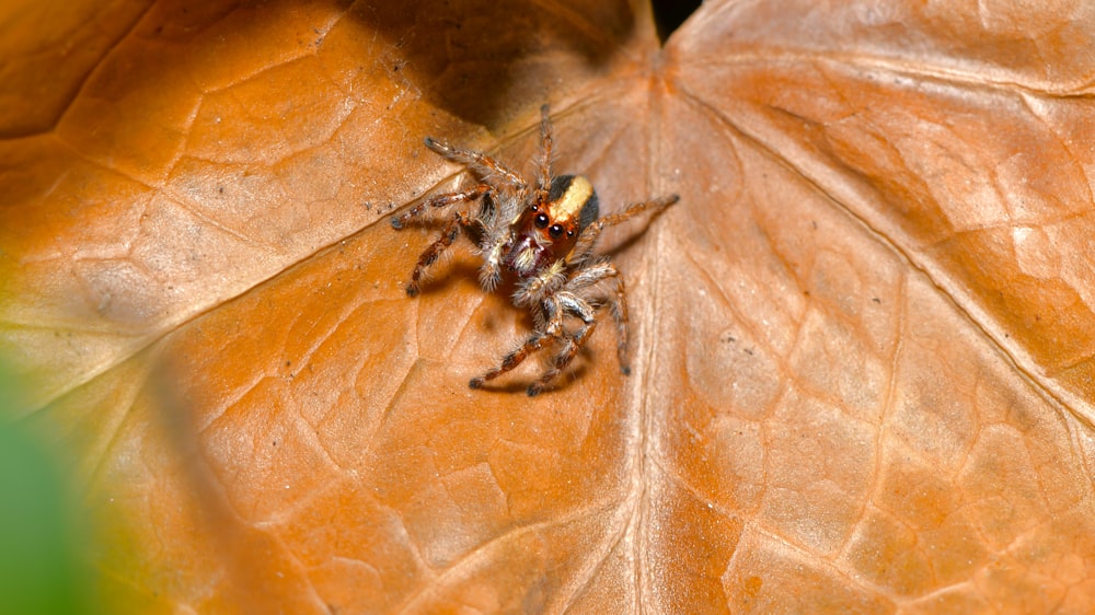 black and brown jumping spider on brown leaf