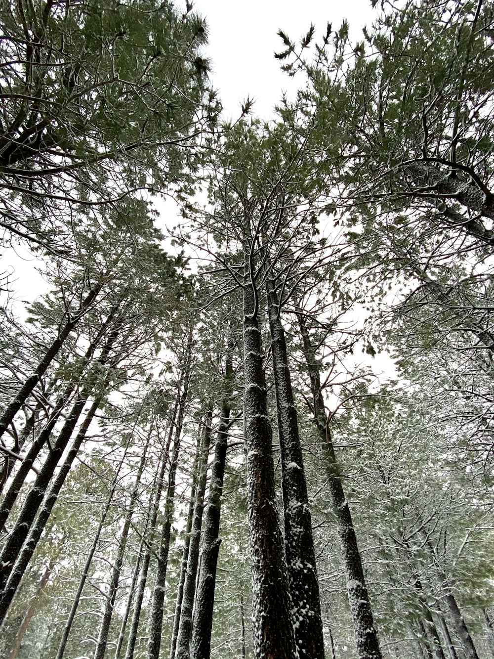 green trees under white sky during daytime