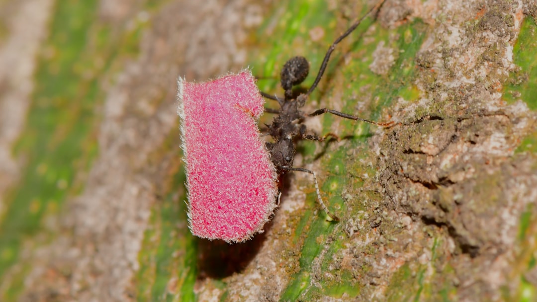 black ant on pink flower,