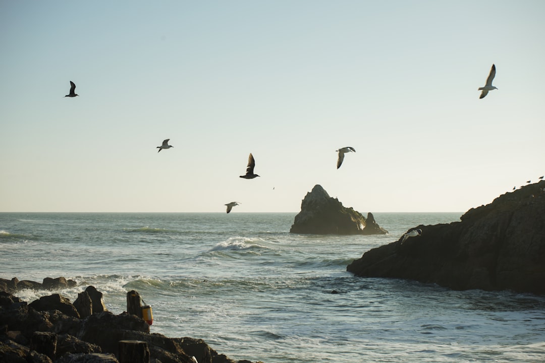 birds flying over the sea during daytime