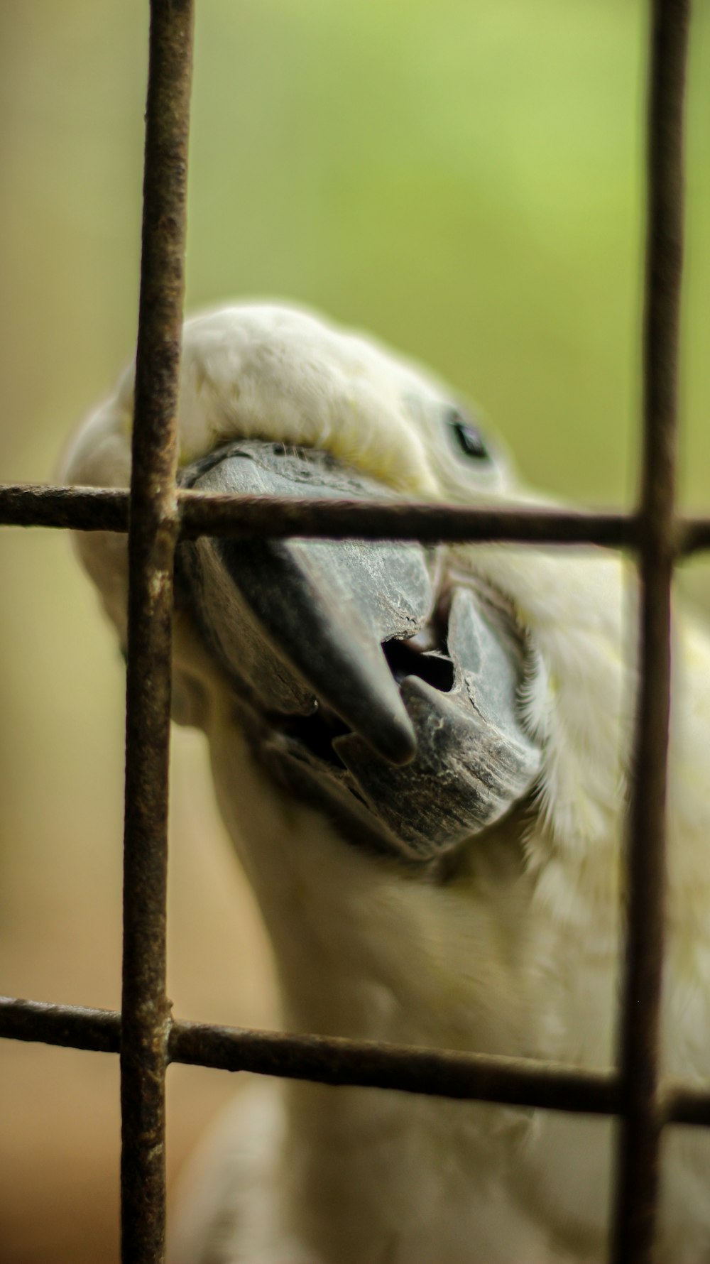yellow and white bird in cage
