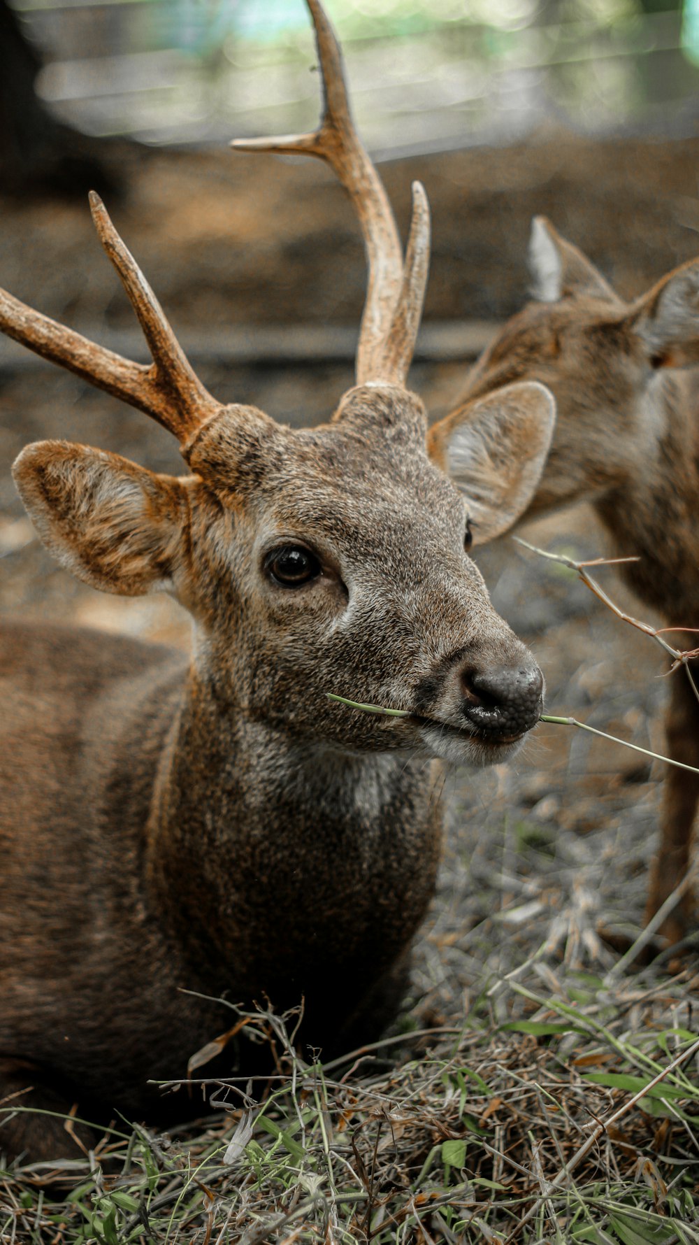 brown deer on brown grass field during daytime