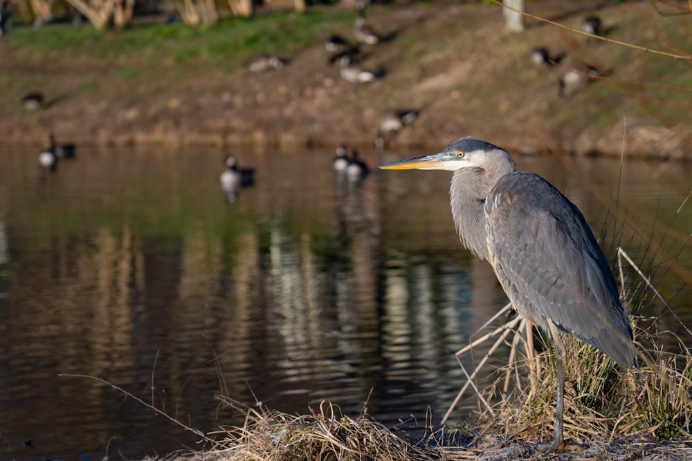 grey heron on water during daytime