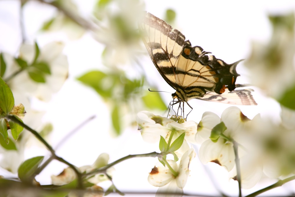 brown and black butterfly perched on white flower in close up photography during daytime