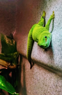 green crocodile plush toy on gray concrete wall