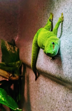 green crocodile plush toy on gray concrete wall