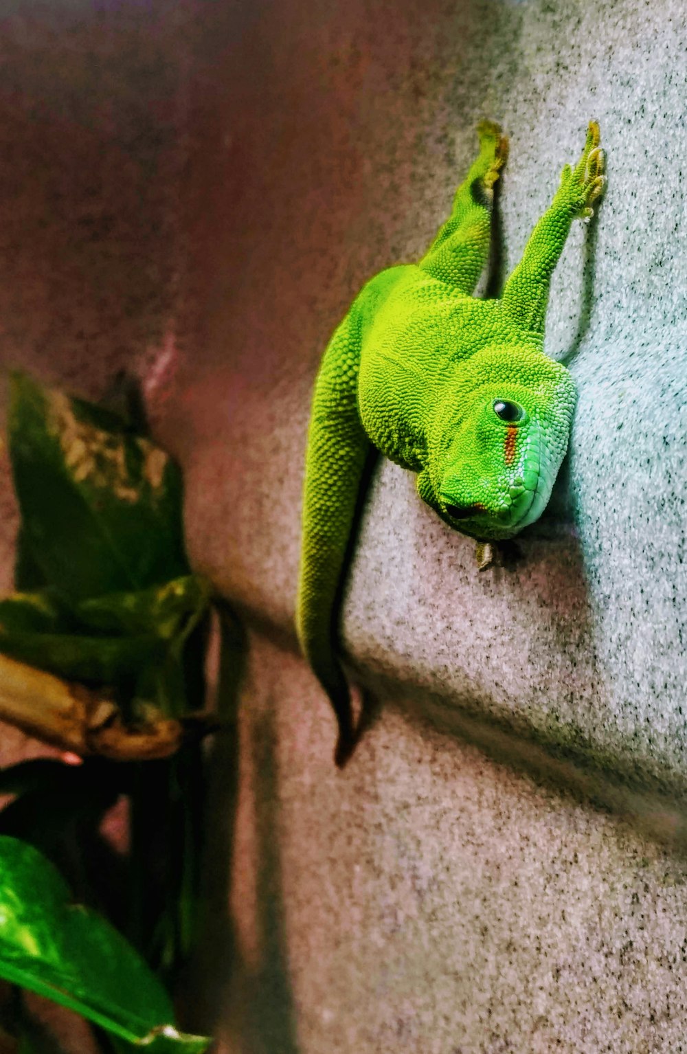 green crocodile plush toy on gray concrete wall