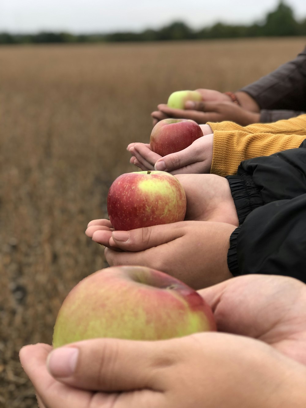 person holding red apple fruit