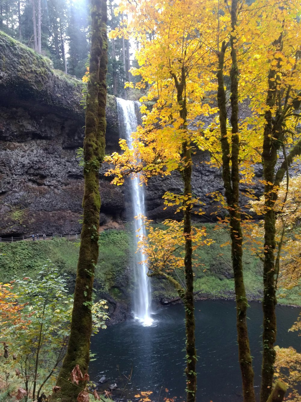 water falls in the middle of the forest