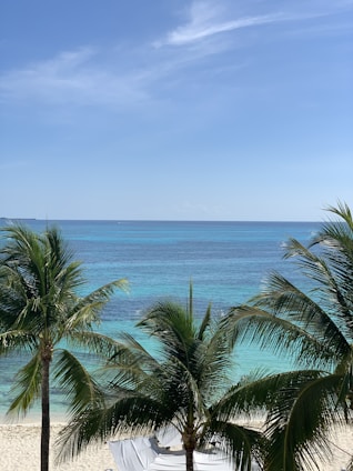 green palm tree near sea under blue sky during daytime