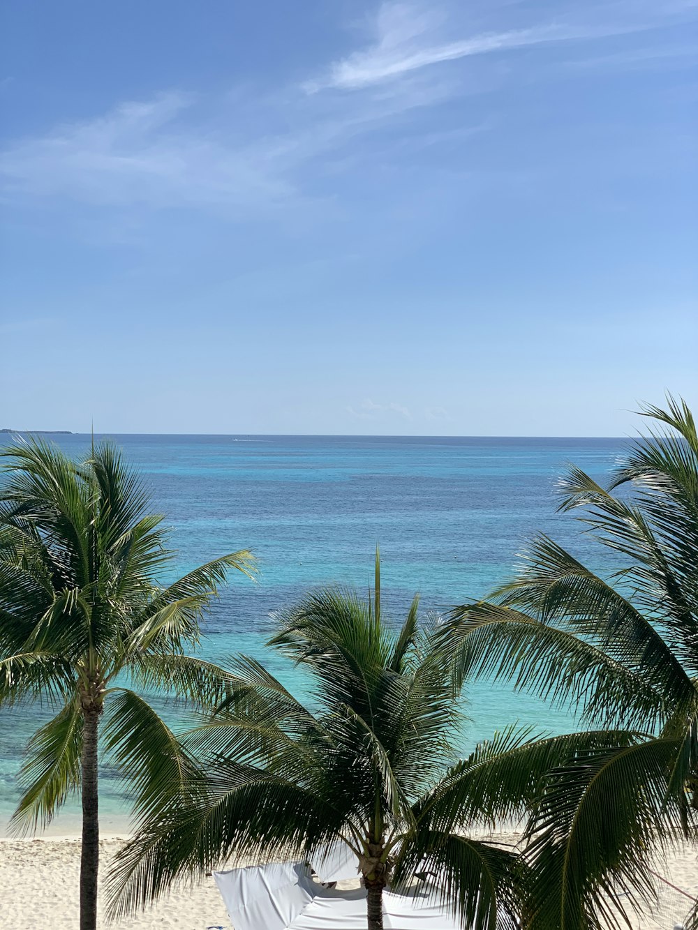 Palmera verde cerca del mar bajo el cielo azul durante el día