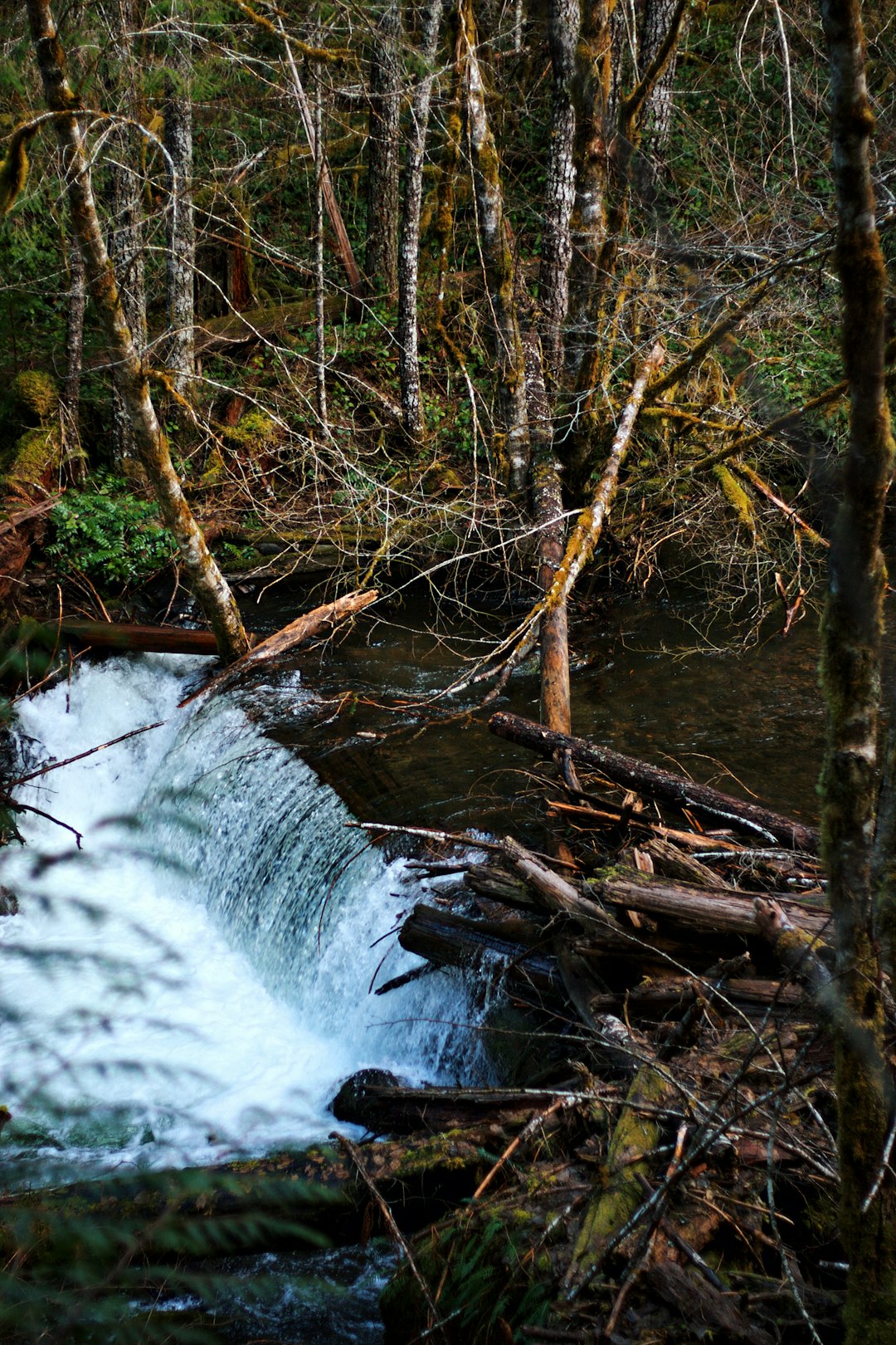 water falls in the forest