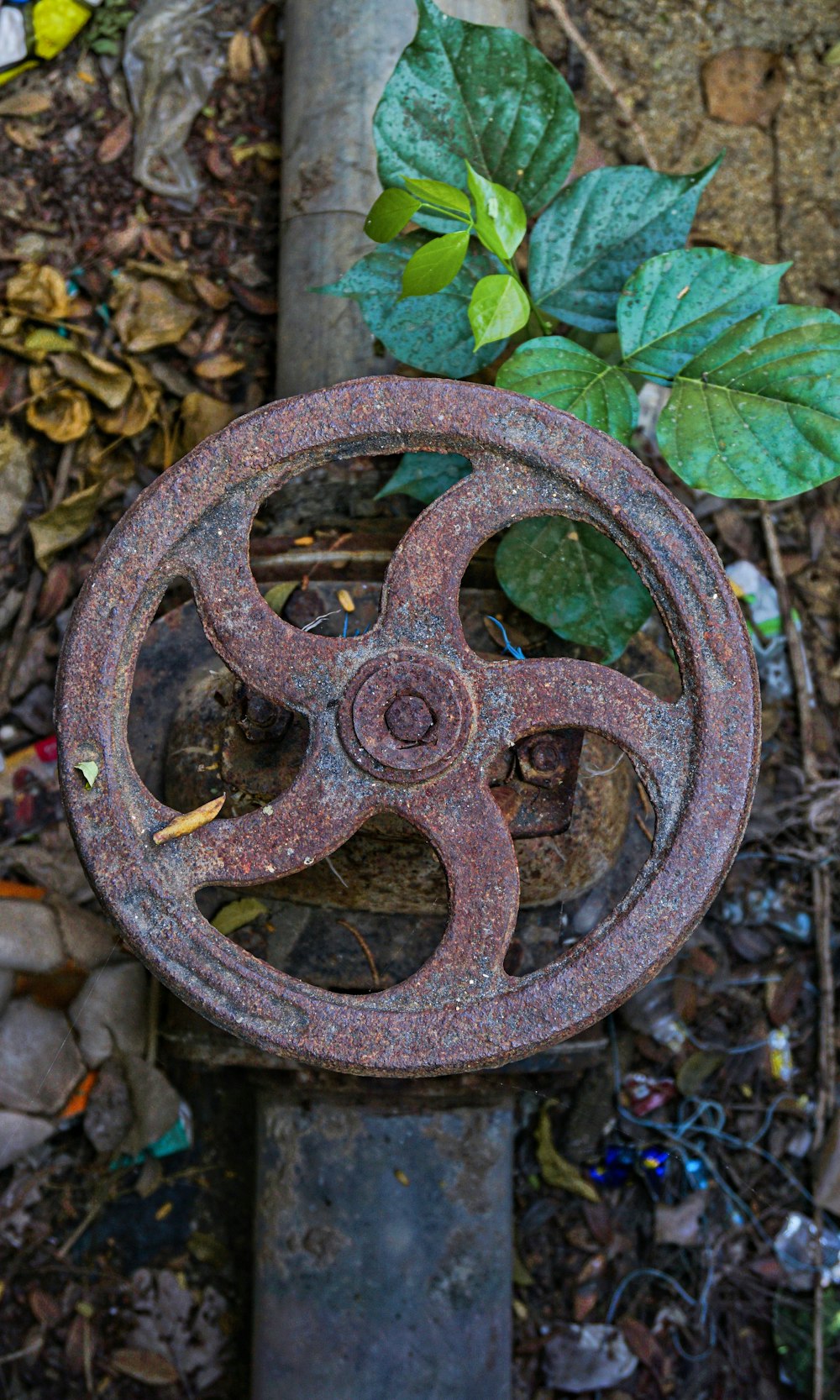 brown metal wheel on brown dried leaves