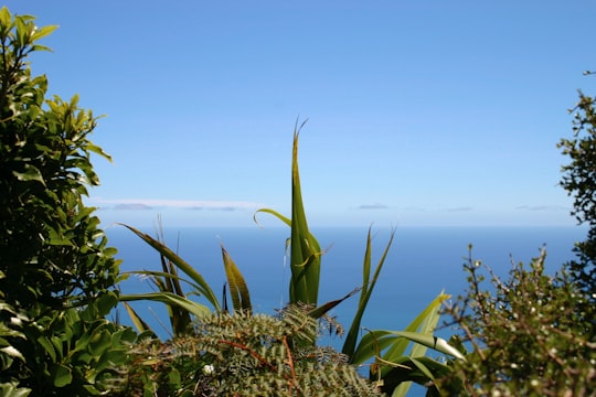 green plant near body of water during daytime in Kapiti Island New Zealand