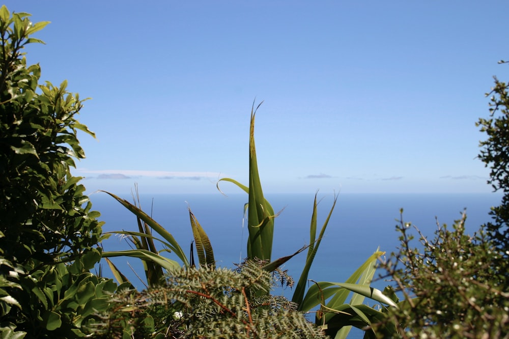 green plant near body of water during daytime