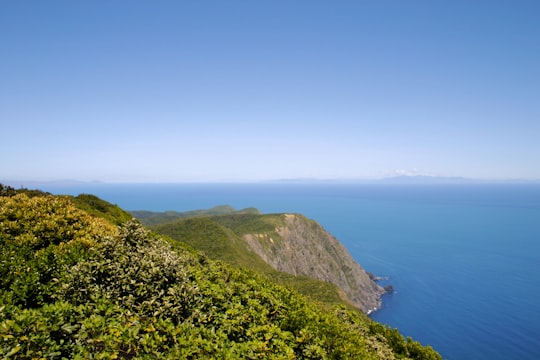 green grass covered mountain beside blue sea under blue sky during daytime in Kapiti Island Nature Tours New Zealand