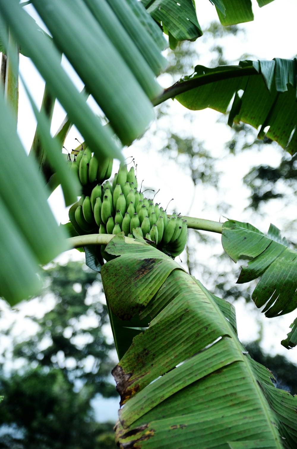 green banana fruits on tree during daytime