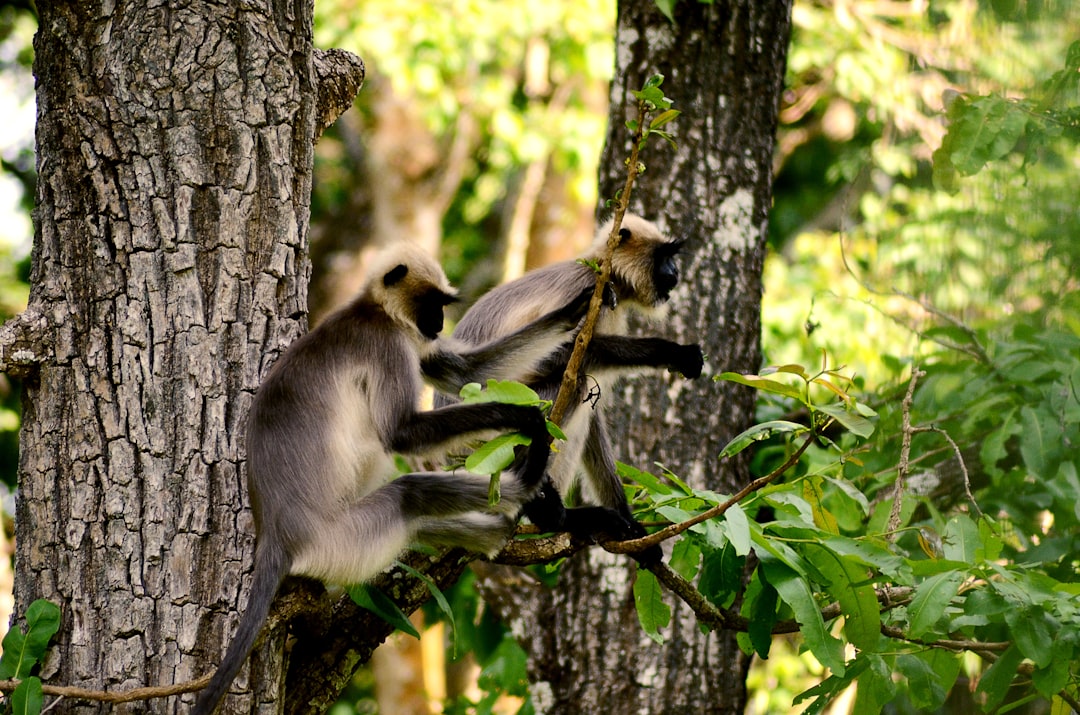 two monkeys on tree branch during daytime