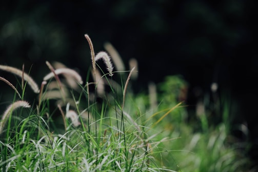 Tall grass and wild reeds gently sway in the breeze against a dark, blurred background, creating a serene and natural atmosphere.