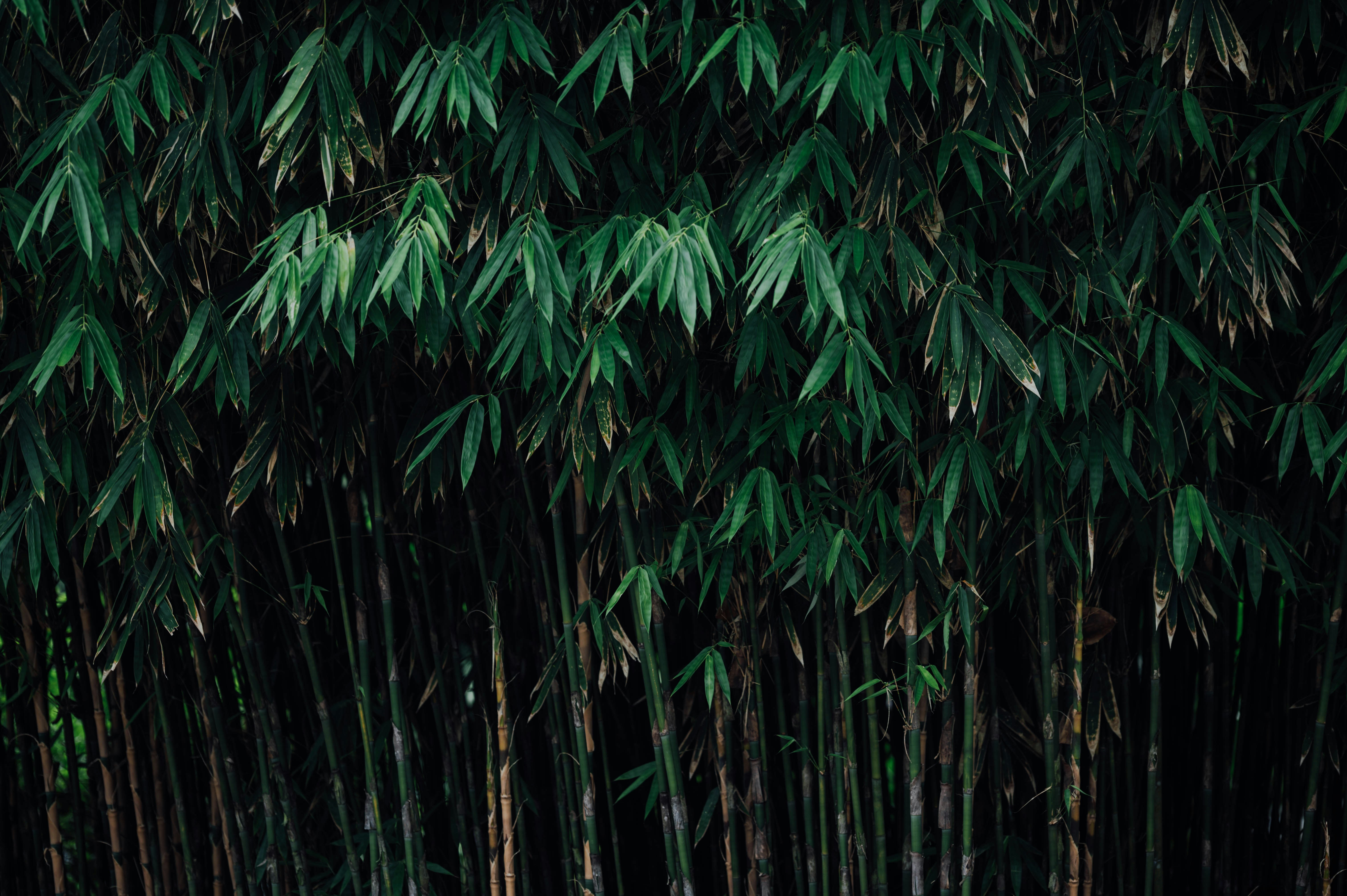 Photo by chuttersnap