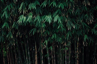 green leaves in close up photography