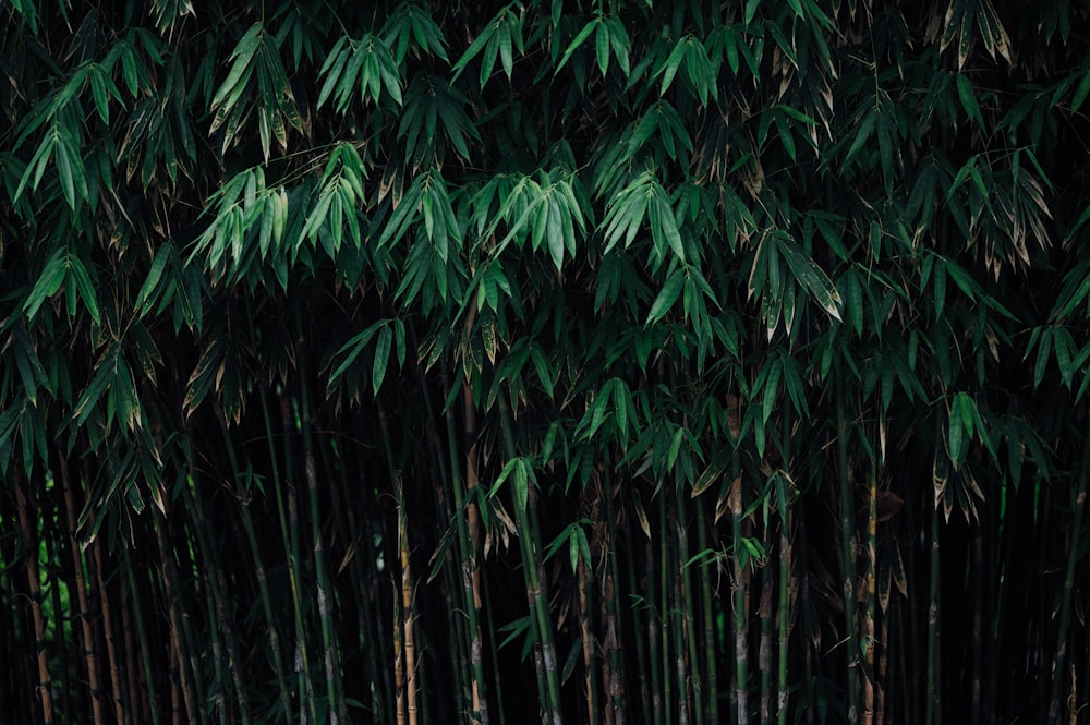 green leaves in close up photography