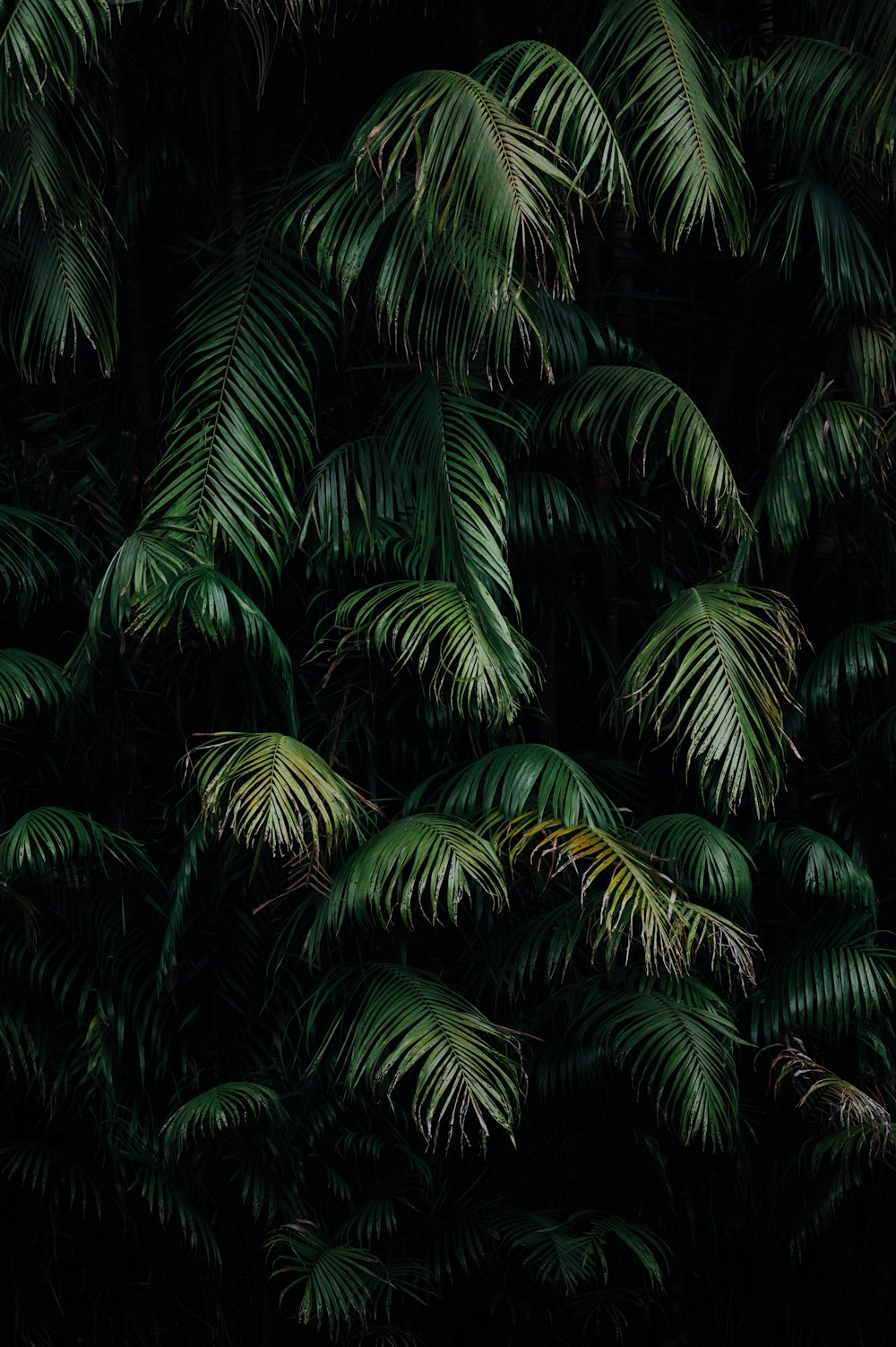 green palm tree during night time