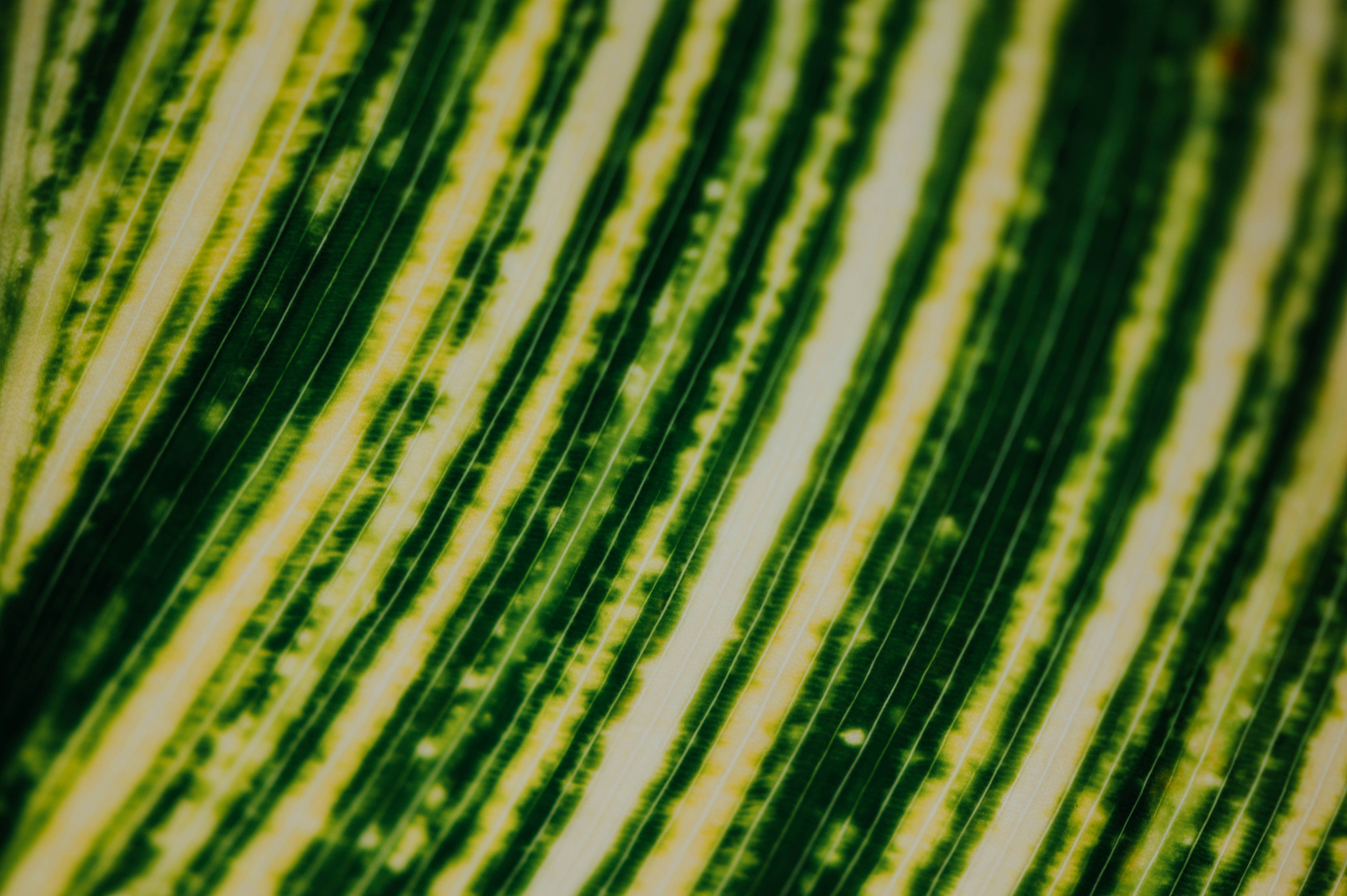 Photo by chuttersnap