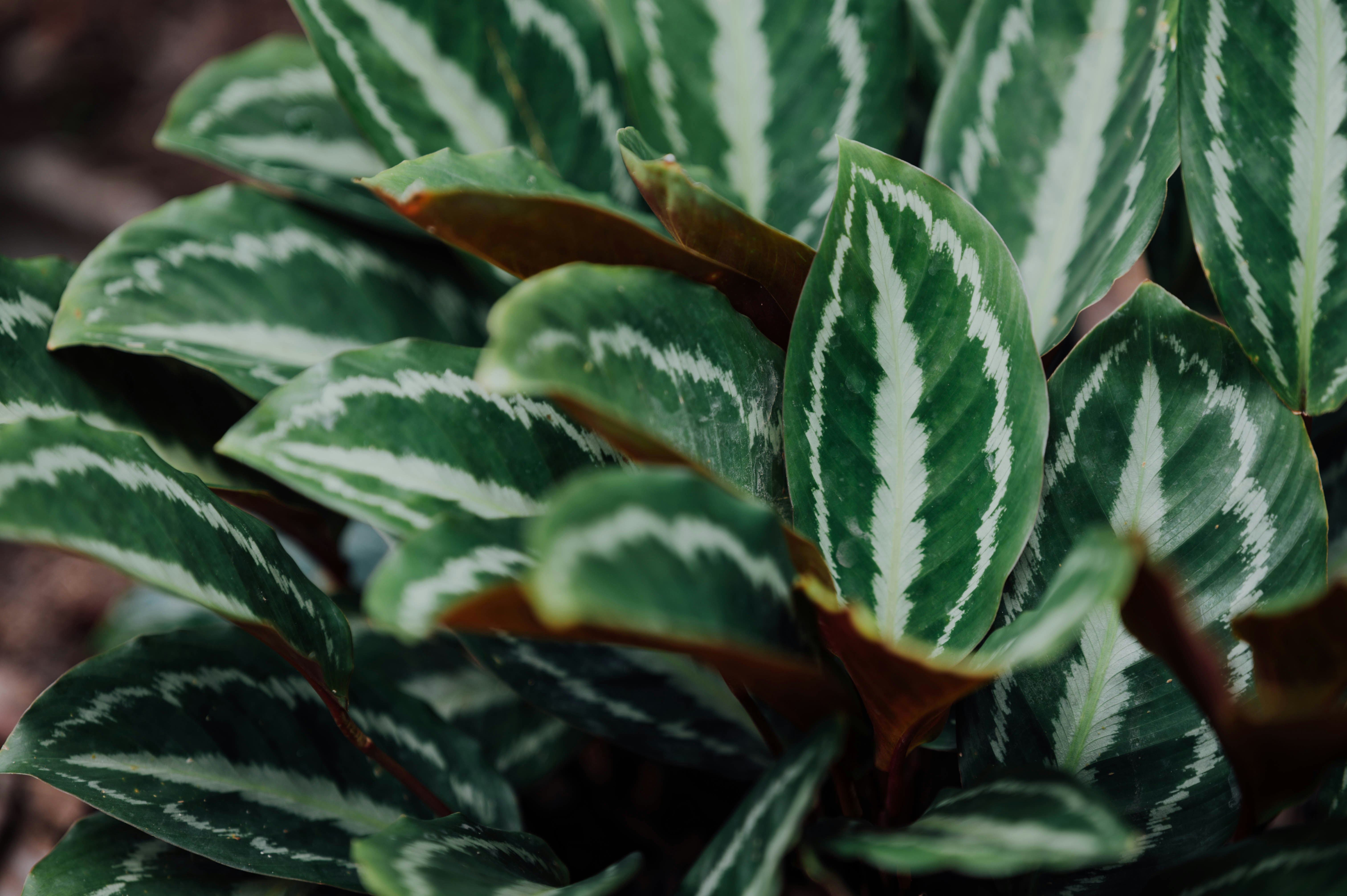 Photo by chuttersnap