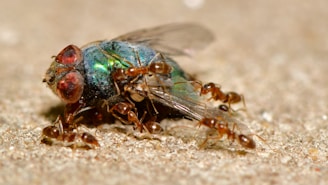A group of ants surrounds and interacts with a dead fly lying on a sandy surface. The fly has iridescent blue-green body and large red eyes, while the ants are small and brown, working together in a coordinated manner.