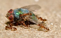 green and black insect on brown sand