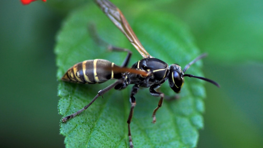 yellow and black bee on green leaf