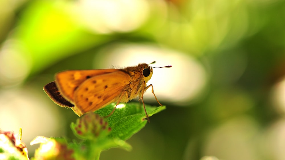 brown moth on green leaf in close up photography during daytime