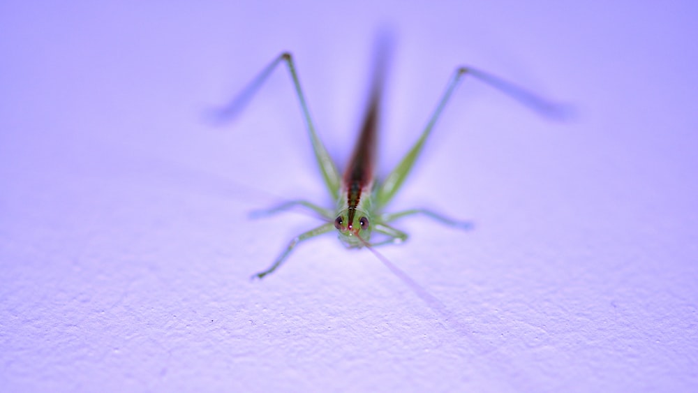green grasshopper on white textile