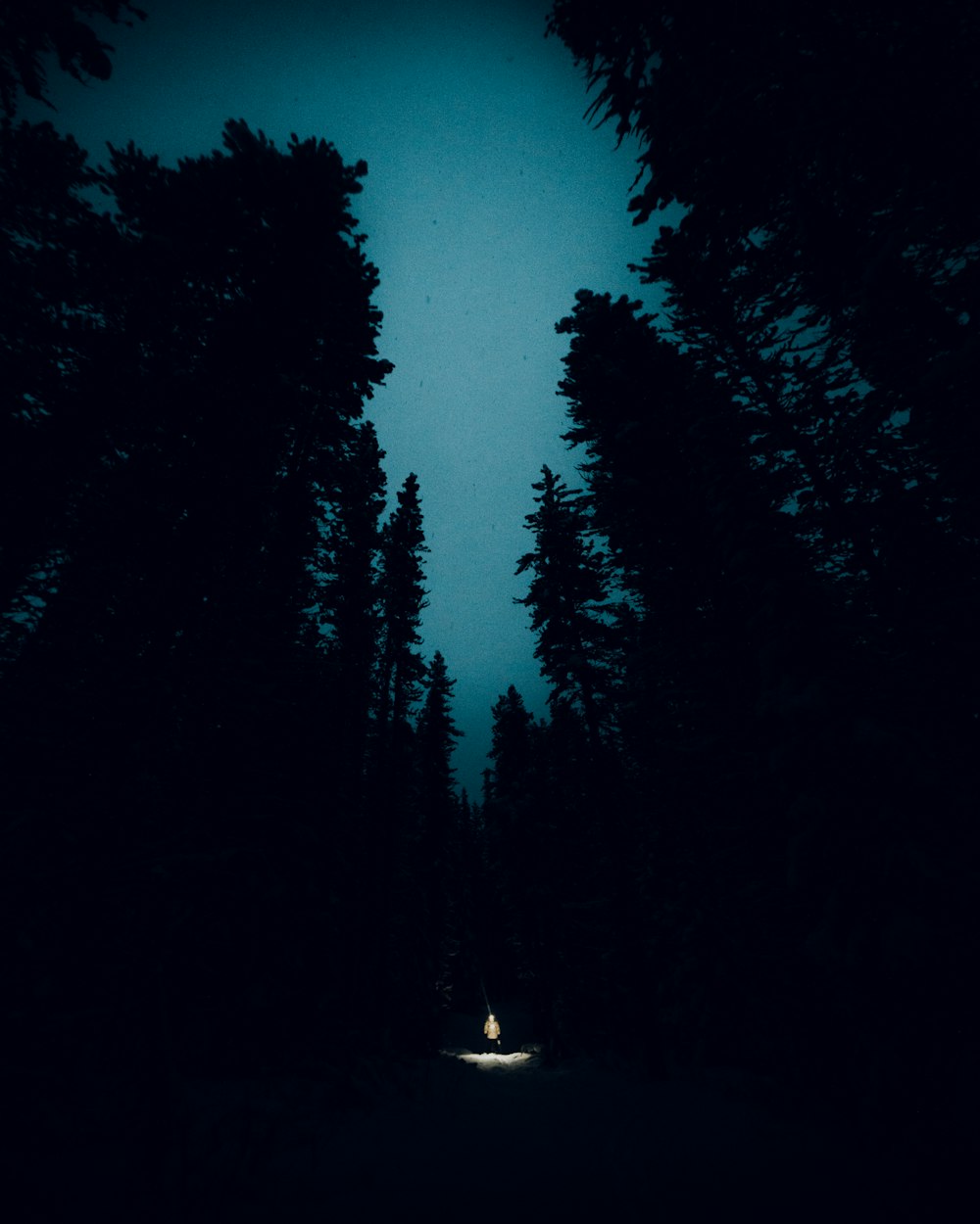 silhouette of trees during night time