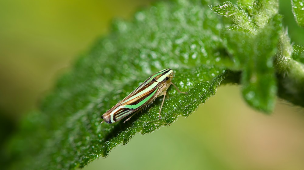 green and brown insect on green leaf