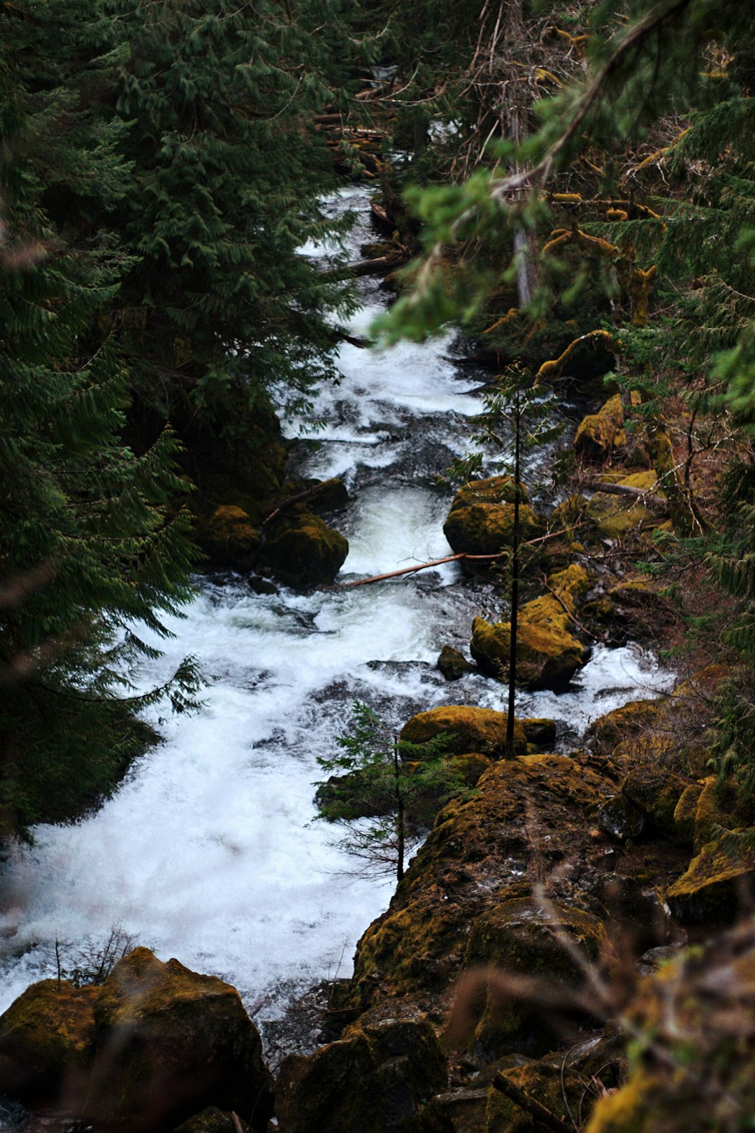 green pine trees on rocky river during daytime