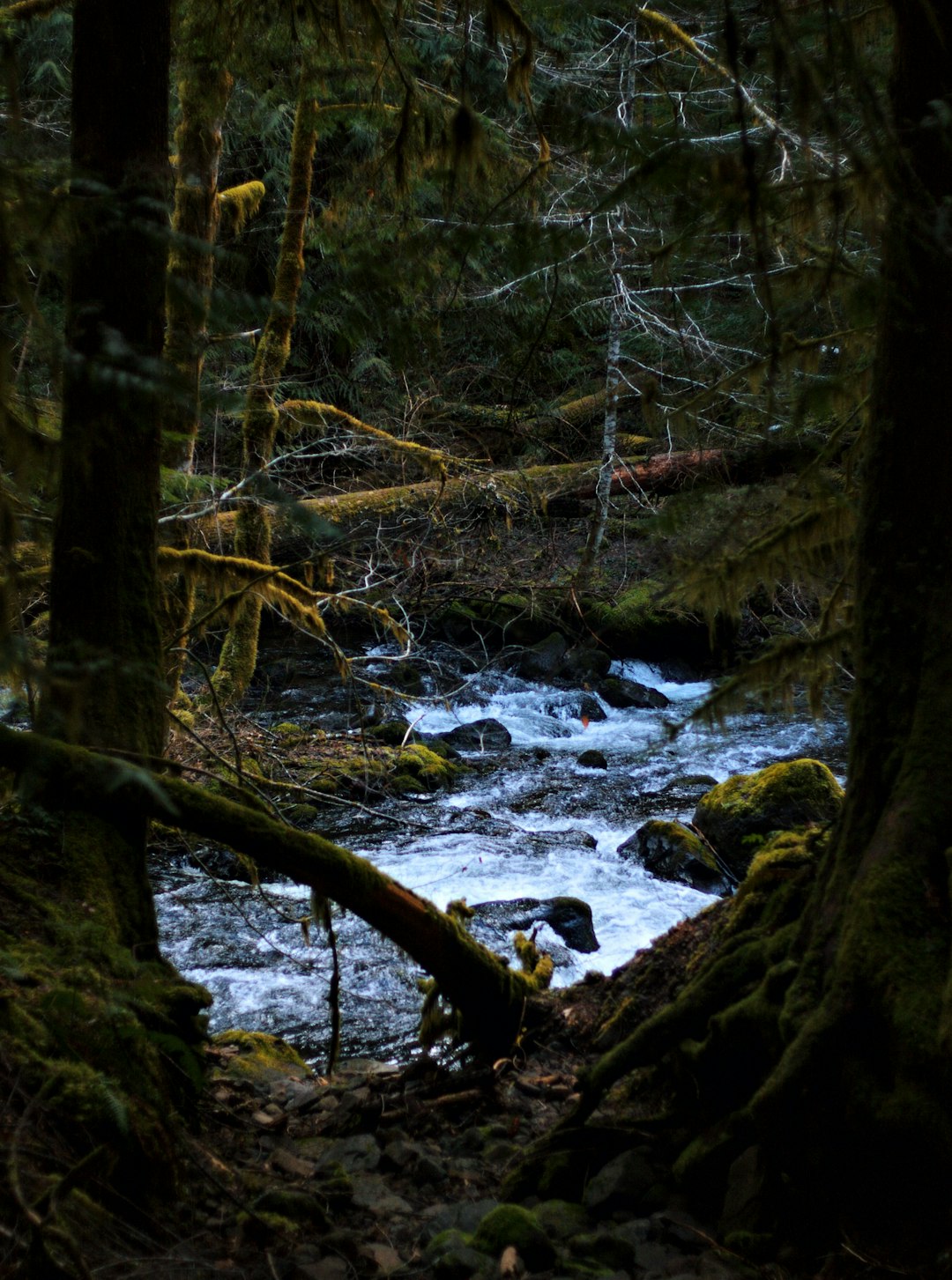 river in the middle of forest during daytime