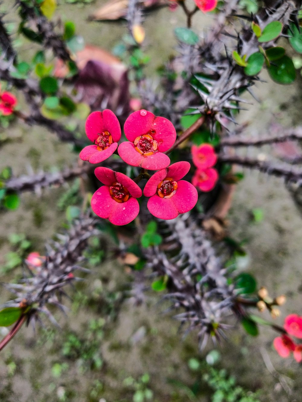 red flower in tilt shift lens