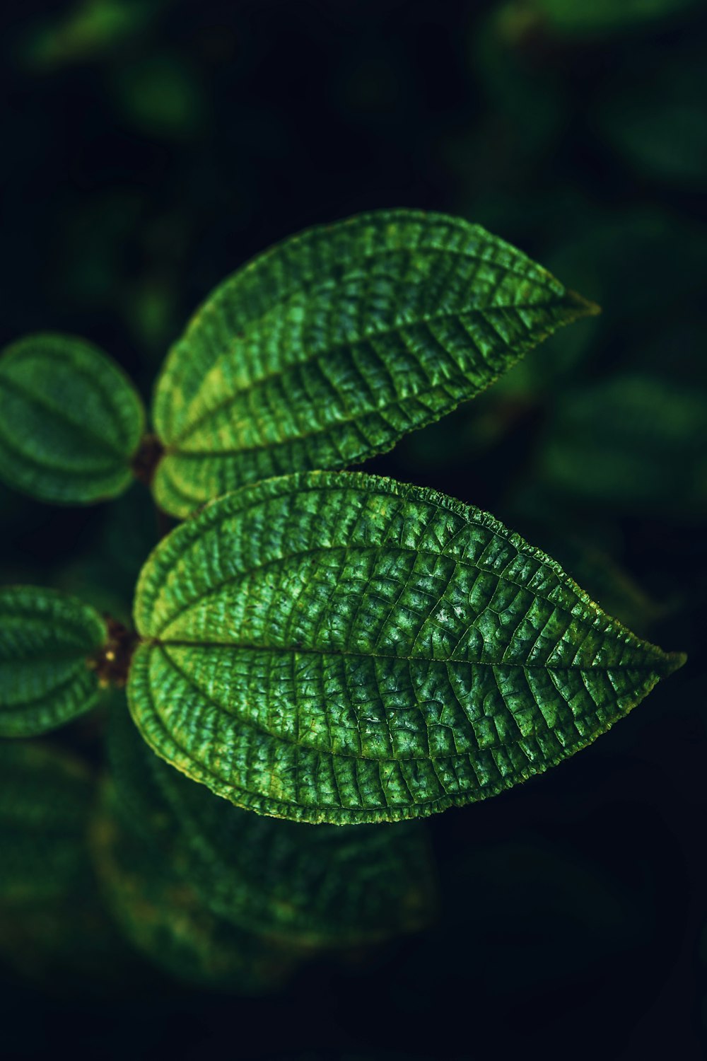 a close up of a green leaf on a black background